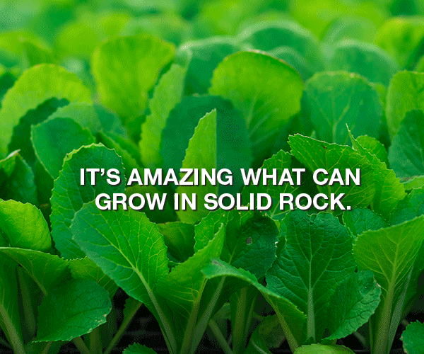 Grow GIF Digital display ad for Barre, Vermont